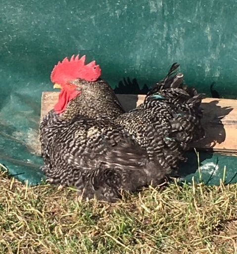 Weidehuhn
